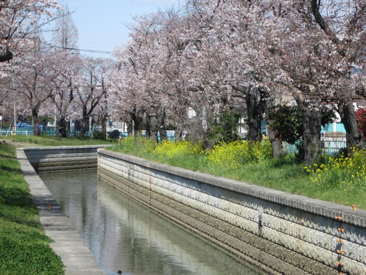 美笹桜と菜の花
