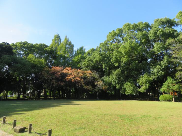 木々に囲まれた芝生