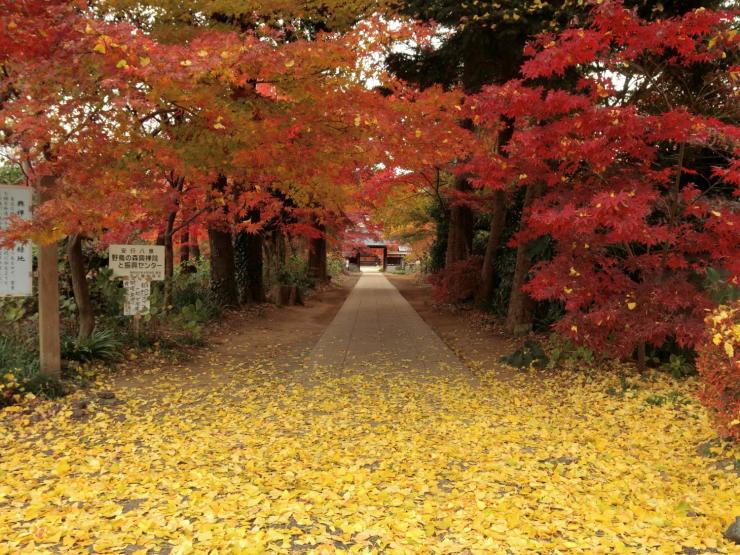 興禅院参道のイチョウと紅葉