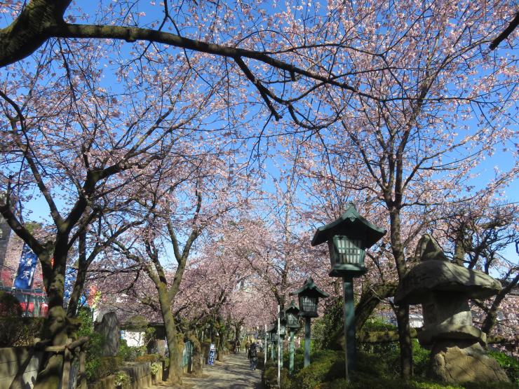 参道の桜並木