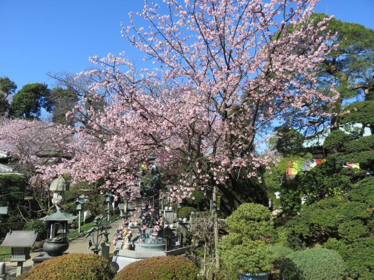 花盛りの境内