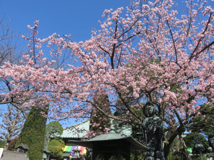 桜と観音様