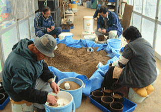 保存展示用の鉢にサクラソウを植え付けています。品種の混合を防ぐために一人づつ異なる品種を植えています