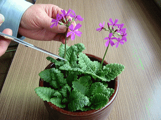 まだ観賞できると思っても、早めに花茎を切り取りましょう