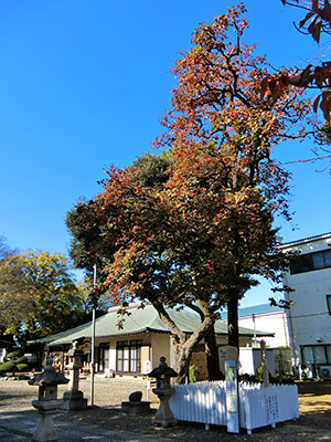 新曾氷川神社