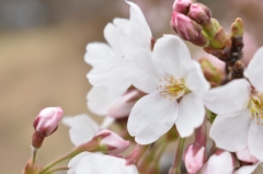 ソメイヨシノの花のアップ