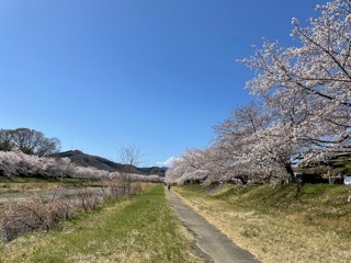 千本桜（両岸）