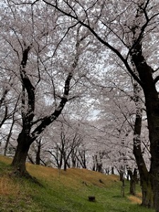 桜雉岡縦