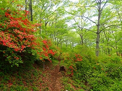 東園地のヤマツツジも見頃です