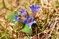 青い小さなフデリンドウの花