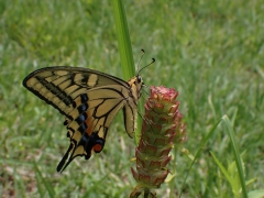 ウツボグサの蜜を吸うキアゲハ