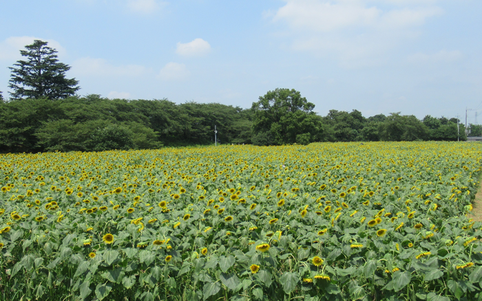 権現堂公園ひまわり