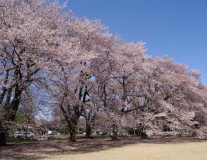 緑のトラスト保全第13号地（桜）画像