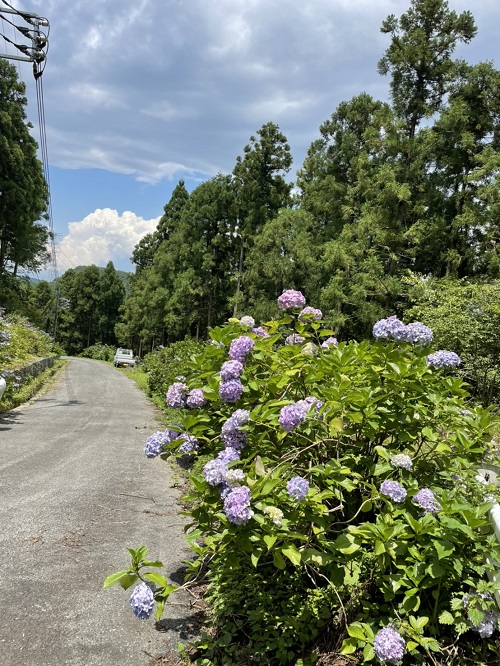 あじさいの小路