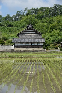 田んぼ