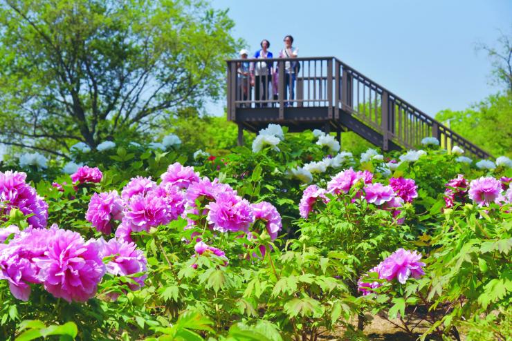 東松山ぼたん園