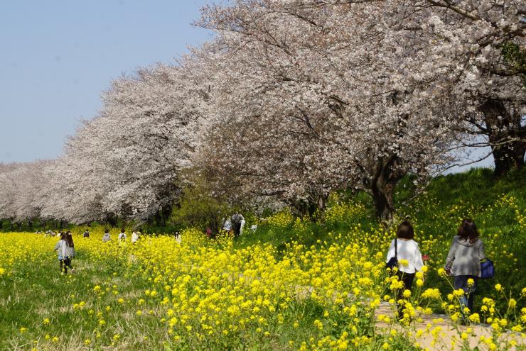 さくら堤公園