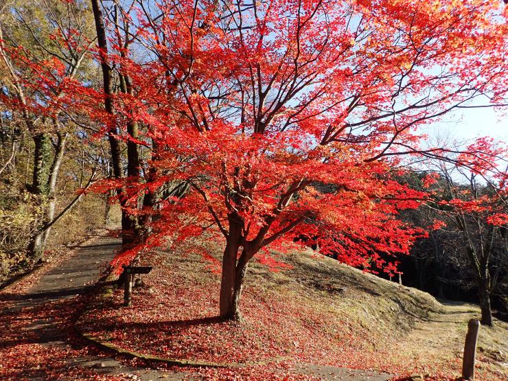 美の山公園紅葉