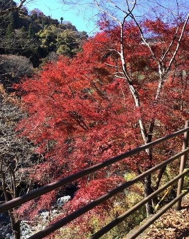 三波紅葉