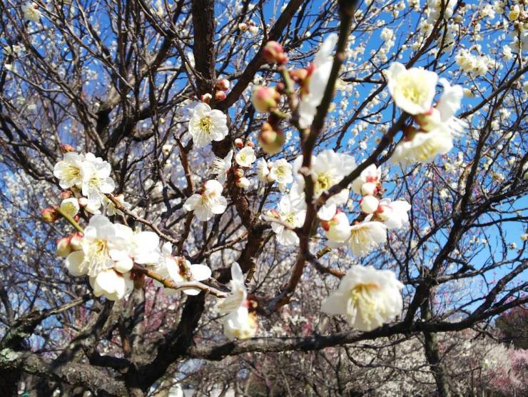 白いウメの花