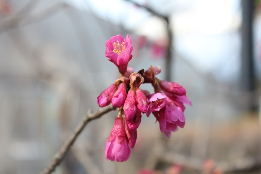 0314寒非桜