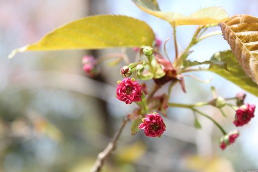 040407雛菊桜