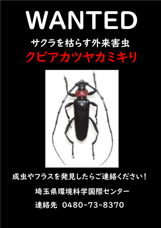 クビアカツヤカミキリに注意のチラシ