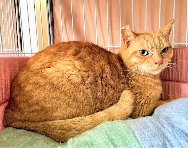 chacha