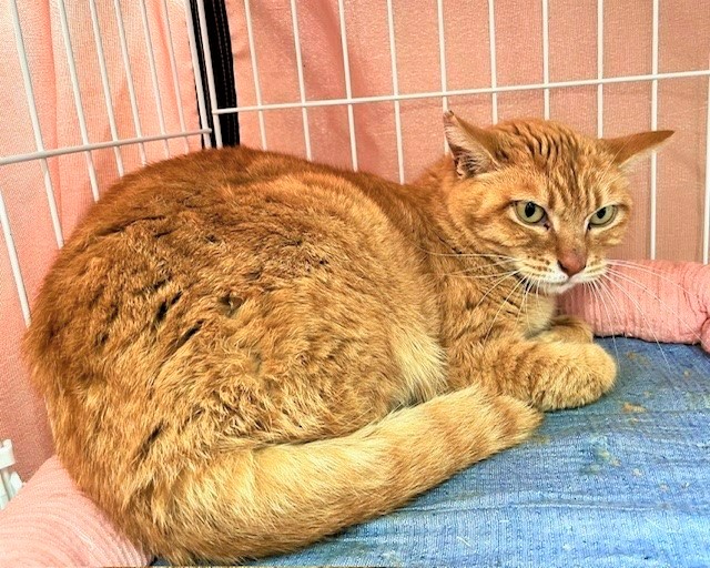 tora