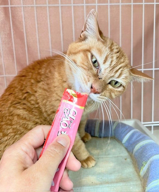 tora4