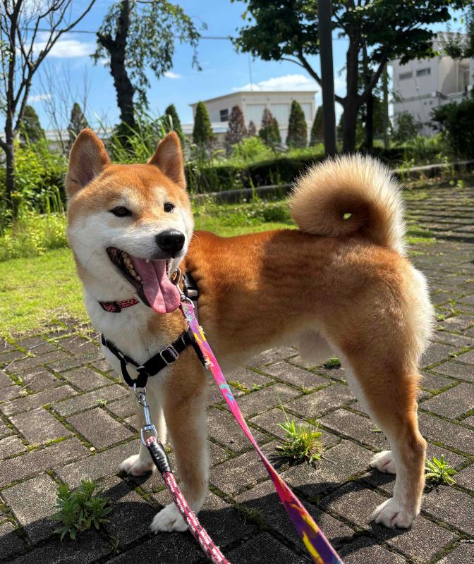 tarou1