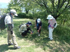 自然観察ガイドでウツボグサを観察する参加者