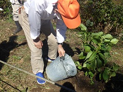 アジサイの植栽をしている男性の様子