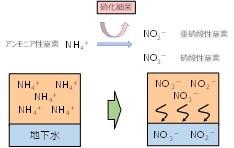 図  窒素による地下水汚染メカニズム