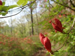 ヤマツツジ園地を背景にしたヤマツツジの大きな蕾