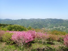 山々とミツバツツジ