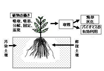 植物による汚染土壌修復技術のイラスト