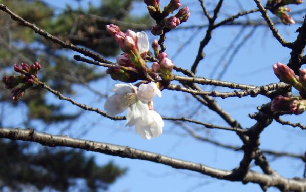 3月15日朝アップ