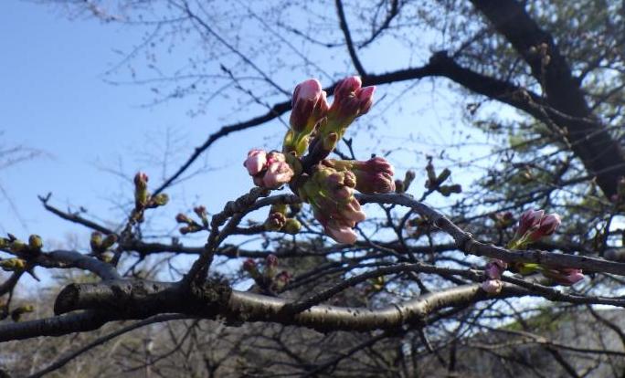 つぼみ3月15日