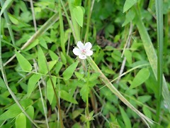 草の中に咲く小さくて白いゲンノショウコ。