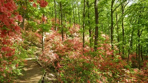 美の山公園のヤマツツジの写真