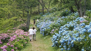 美の山公園のアジサイの写真