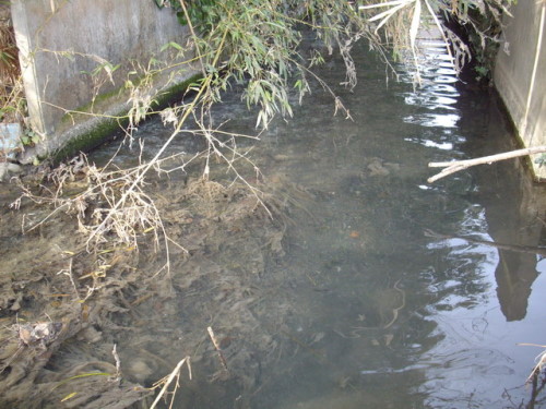 写真2 生息地に流れ込む生活排水の様子