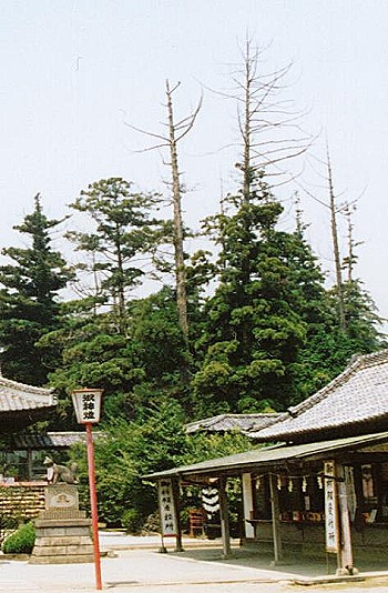 スギの端梢枯れの様子（1990年の東松山市箭弓神社）