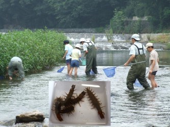 環境ふれあい教室（高麗川：日高市）の様子