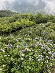 アジサイの全景。少し霧が出ている。