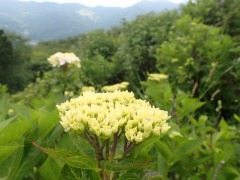 山をバックの、開き始めたアジサイ。曇り空。