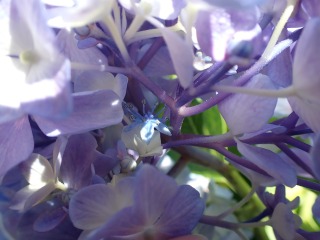 装飾花の下の小さな真花が咲く