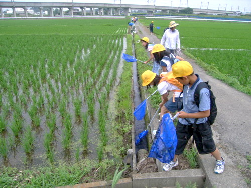 田んぼの生き物調査の写真