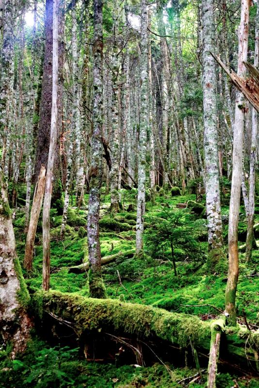 亜高山帯の林床